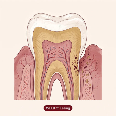 Illustrated tooth and gum tissue